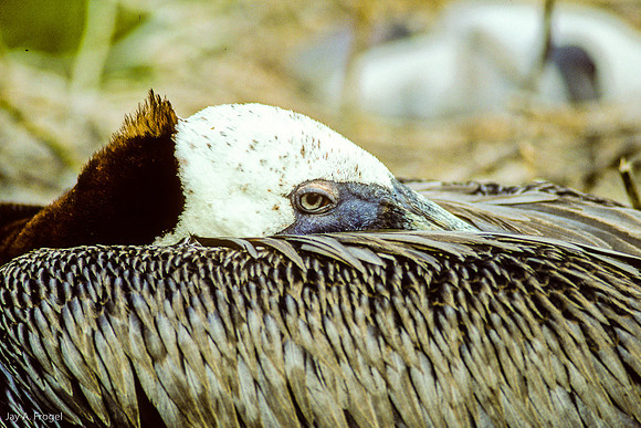 Pelican Nesting (1993), Isla Rabida