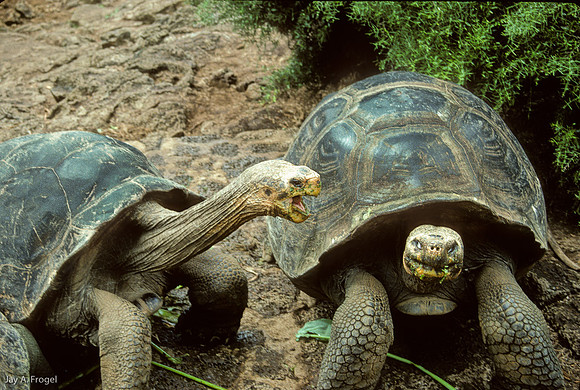 If  you voted for Trump go back into your shell!