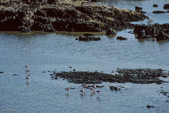 Greater Flamingo (1993), Floreana