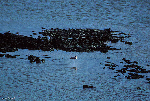 Greater Flamingo, Floreana