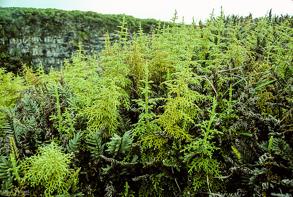 The Highlands, Santa Cruz Island