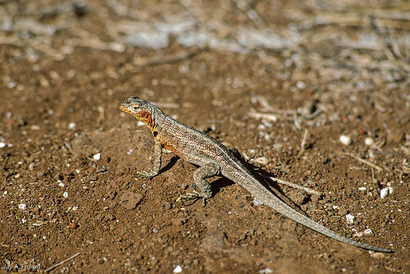 Lava Lizard, NorthSeymour Island