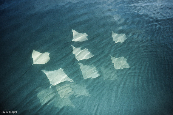 Rays