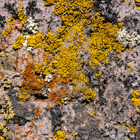 Lichen, Sillustani