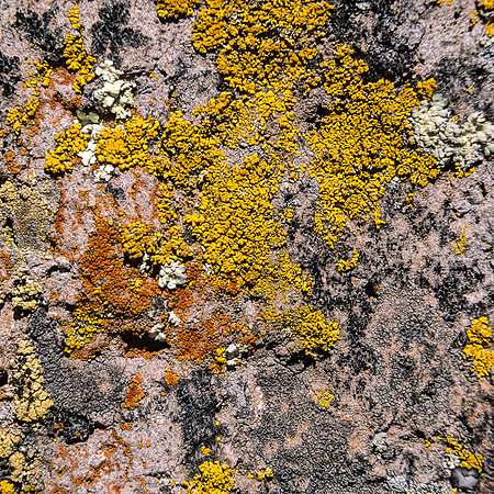 Lichen, Sillustani