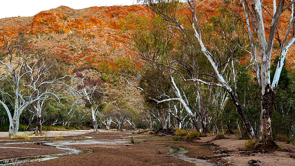 Ghost Gums, Trephina Gorge