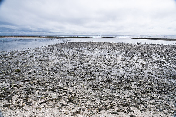 On Lady Musgrave Island, The Great Barrier Reef