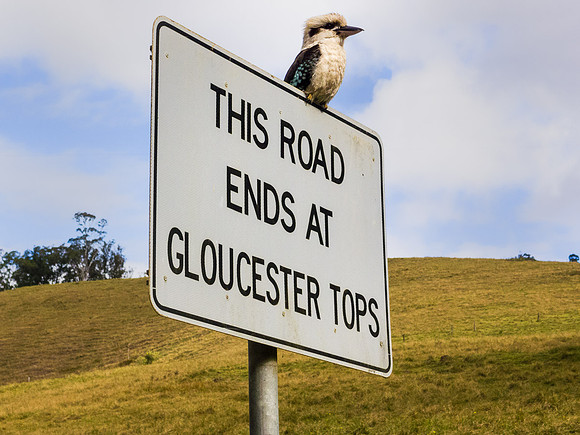 Laughing Kookaburra on the road to Gloucester/Barrington Tops Nat'l Parks