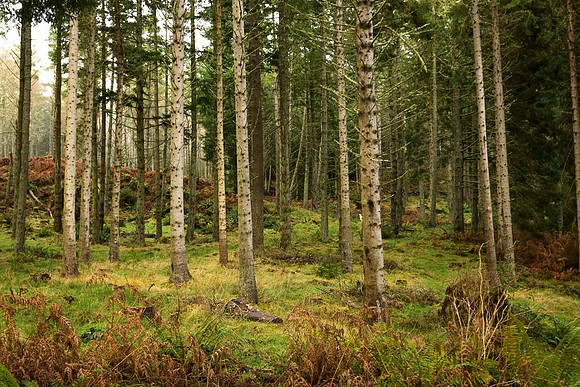 Allean Forrest