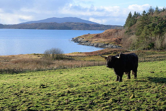 At Arduaine Gardens