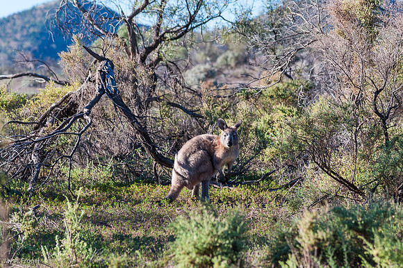 On the Brachina Gorge Road