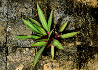 Kohunlich - Acropolis Bldg - plant