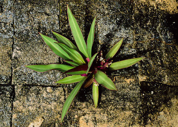 Kohunlich   - Acropolis Bldg - plant