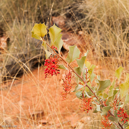 Wickham's Grevillea, a holly-like shrub