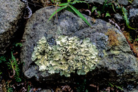 Lichen, Machu Pichu
