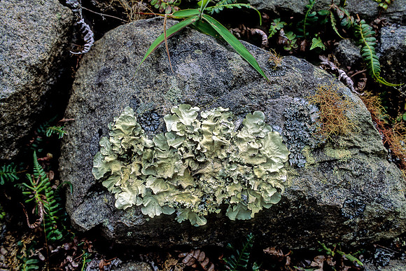 Lichen, Machu Pichu