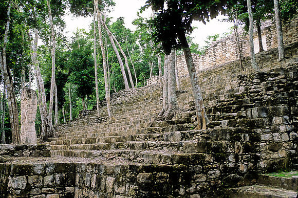 Calakmul   - Structure 13 - Stela, trees on steps