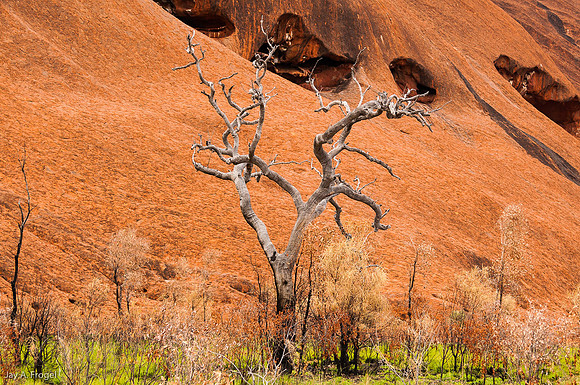 Skeletal tree at base of Uluru