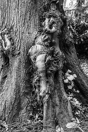 Tree Root, Stowe