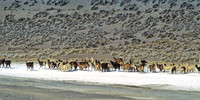 Laguna Salinas, 4300 m,  near Arequipa