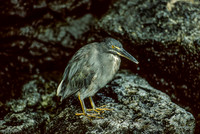 Striated Heron (1993), Isla Santiago