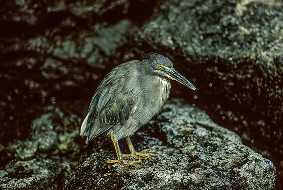 Striated  Heron (1993), Isla Santiago