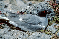 Swallow Tailed Gull (1993),