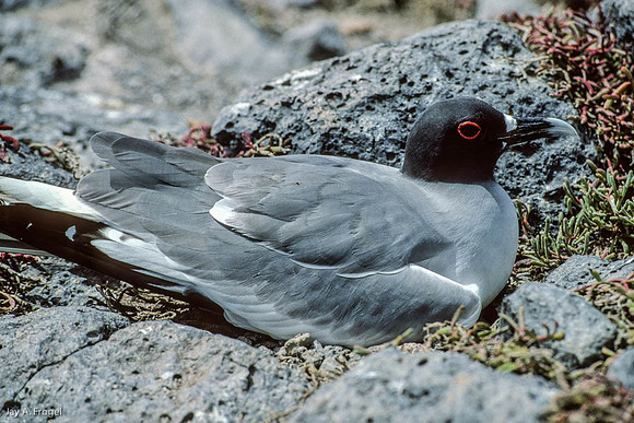 Swallow Tailed Gull (1993),