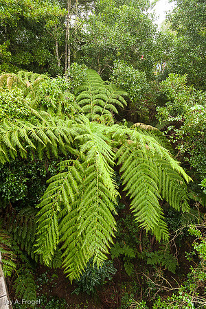 Tree ferns, Dorrigo National Park, Skywalk