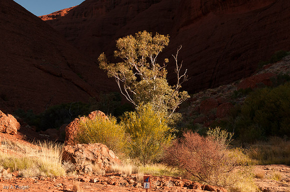 Valley of the WInds Walk, the Olgas