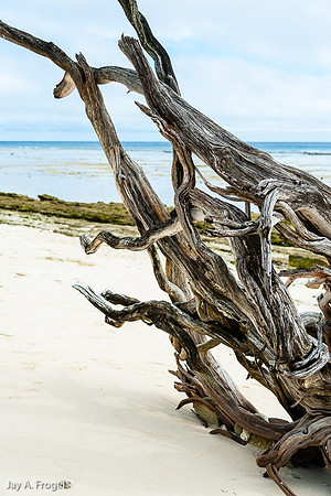On Lady Musgrave Island, The Great Barrier Reef
