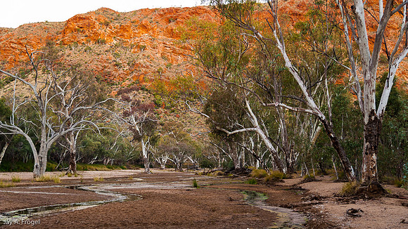 Ghost Gums, Trephina Gorge