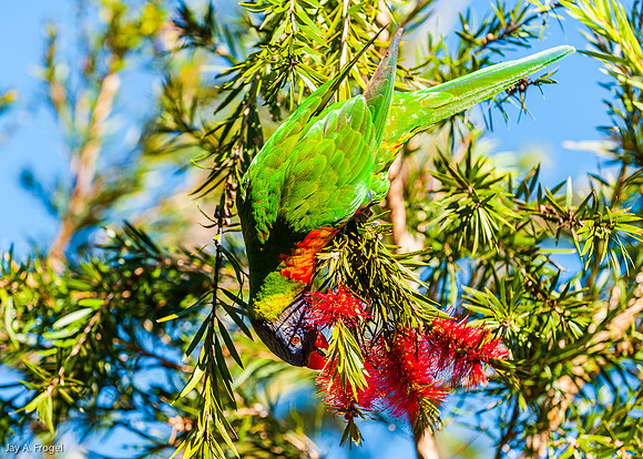 Rainbow Lorikeet