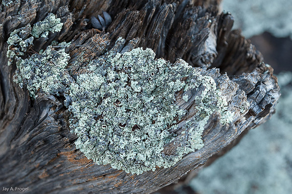 Lichen near Yourambulla Caves, SA