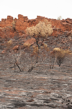 Burnt hillside, West MacDonnell National Park