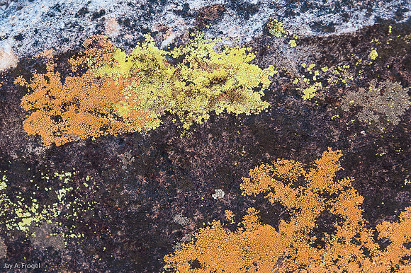 Lichen, N'Dhala Gorge