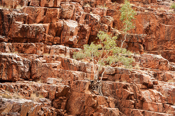 Ghost gums and red rocks, Ormiston Gorge, West MacDonnell Nat'l Park