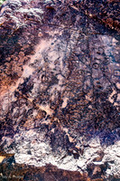 Petroglyph telling the Caterpillar Dreaming Story