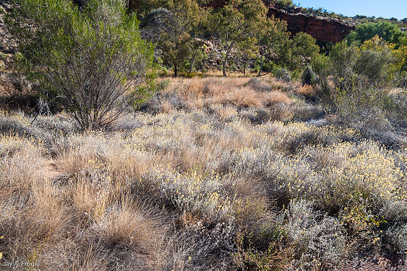 Grass and bushes, Kathleen Springs Walk
