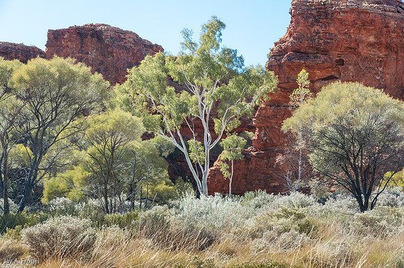 Ghsot gums on top of the rim of Kings Canyon