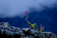 Flower Clinging to Wall, Machu Pichu