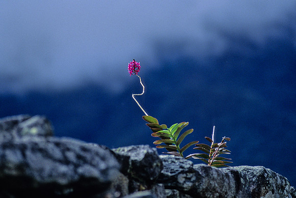 Flower Clinging to Wall, Machu Pichu