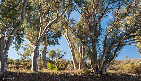 Along the Brachina Gorge Road
