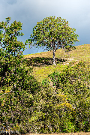 Tree near Berrico