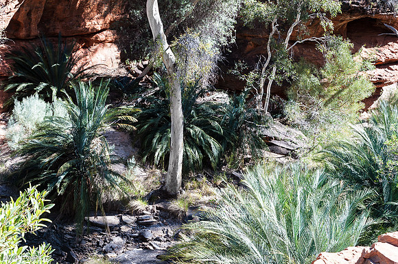 MacDonnell Ranges Cycad In "Garden of Eden", Kings Canyon