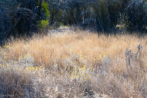 Backlit grass, Kathleen Springs Walk