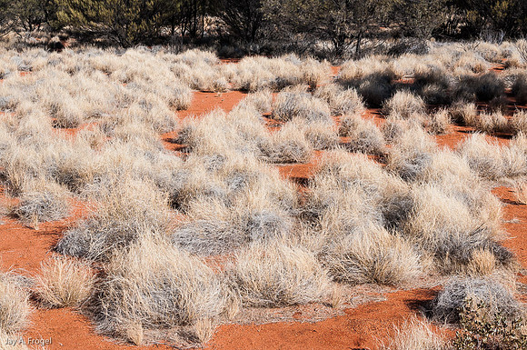 Spinifex grass and red sand, Uluru