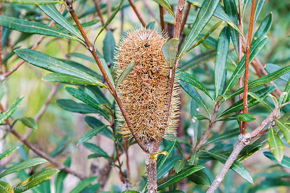 Barrington Tops National Park