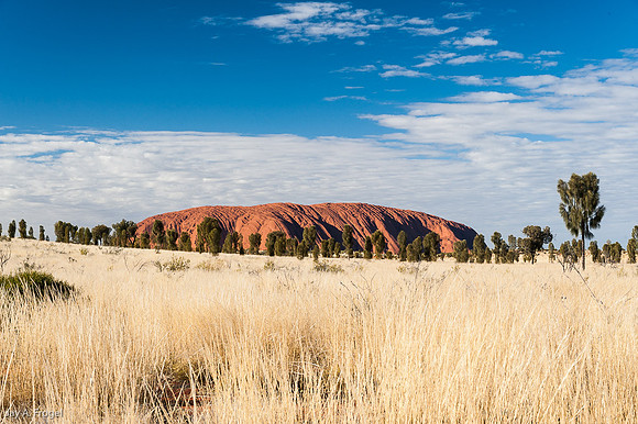 Uluru, desert oaks, and grass