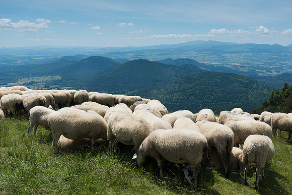 Volcanos, sheep, Puy de Dome